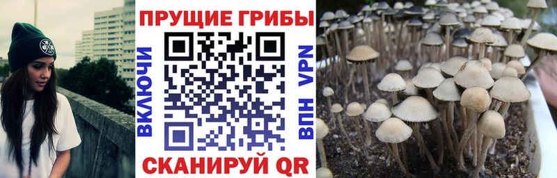 KRAKEN ссылка  Россошь  Галлюциногенные грибы Psilocybe 